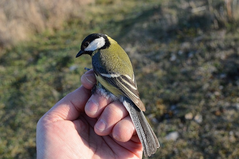 Great Tit, Sundre 20130511